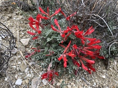 Astragalus coccineus