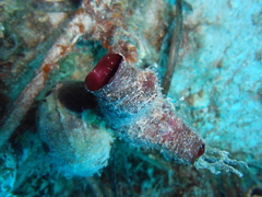 Pyuridae