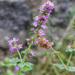 Mentha suaveolens insularis - Photo (c) Quentin Scouflaire, some rights reserved (CC BY-NC), uploaded by Quentin Scouflaire