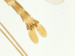 Thrypticomyia sparsiseta