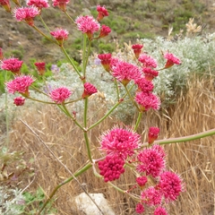 Eriogonum grande rubescens