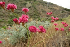 Eriogonum grande rubescens