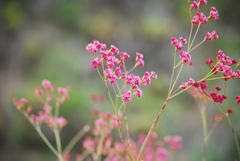 Eriogonum grande rubescens