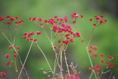 Eriogonum grande rubescens
