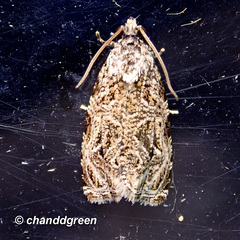 Phaecasiophora leechi