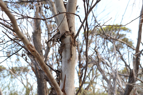 Image of Flat-Topped Yate (Eucalyptus occidentalis) by (c) Greg Tasney, some rights reserved (CC BY-SA)