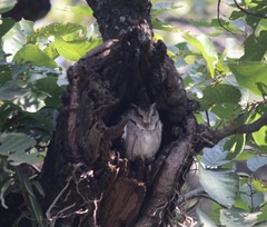 Otus bakkamoena