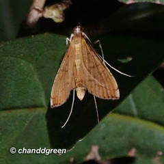Mabra nigriscripta