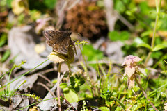 Erynnis juvenalis