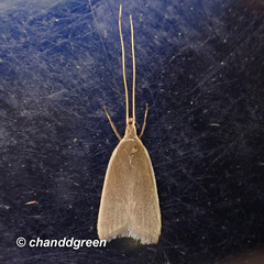 Homaloxestis multidentalis