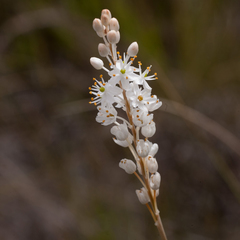 Bulbinella trinervis