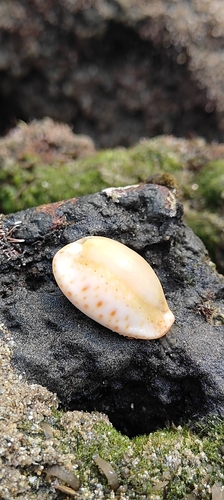 Cypraea lamarckii observed 2023-10-29