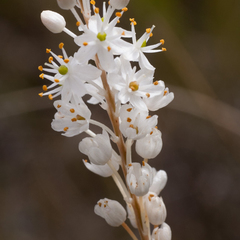 Bulbinella trinervis