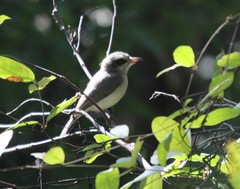 Common Woodshrike photo 5