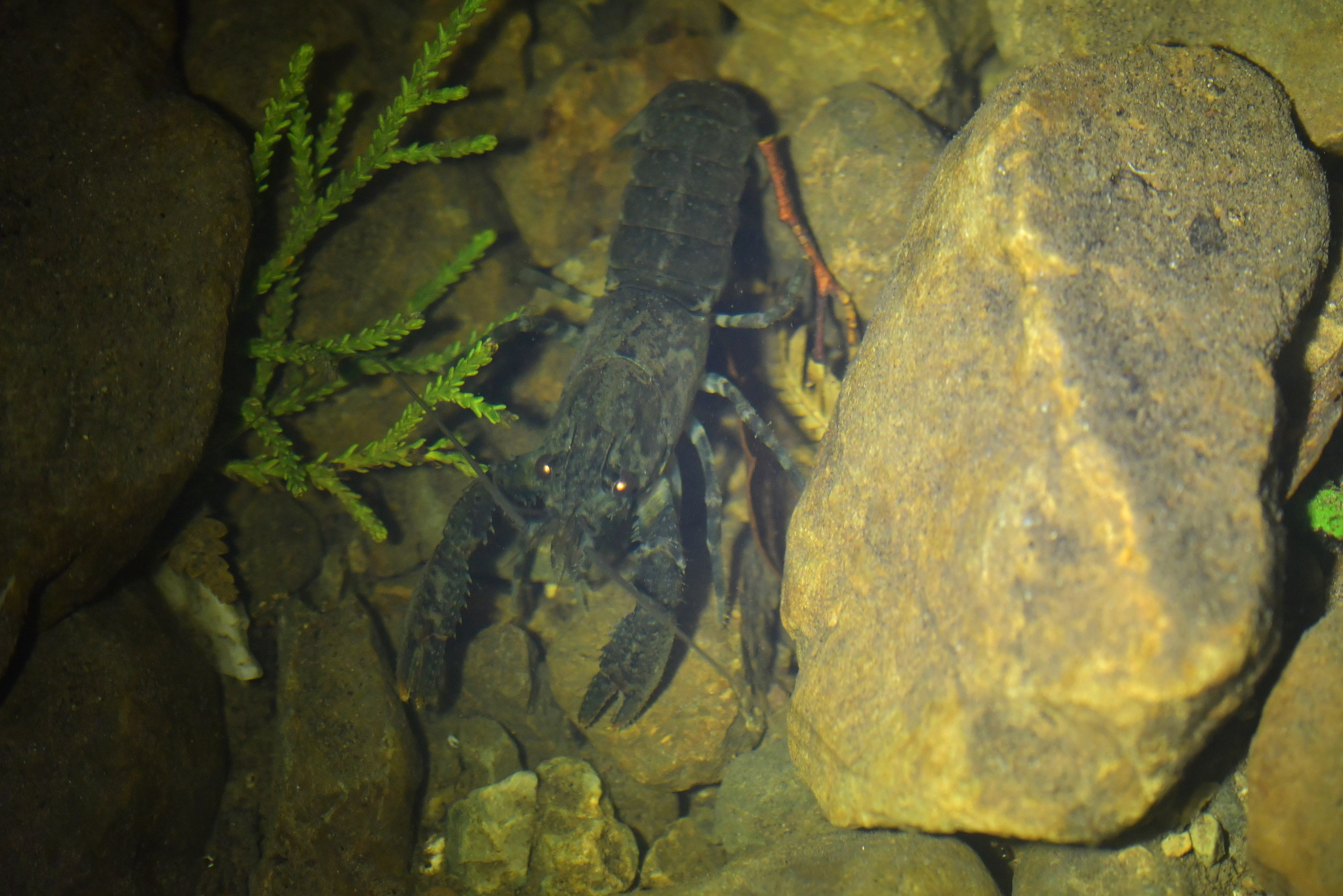 Paranephrops