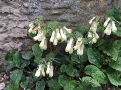 Symphytum grandiflorum