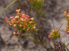 Erica maritima