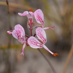 Pelargonium dipetalum