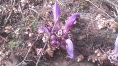 Lathraea clandestina