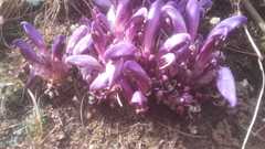 Lathraea clandestina