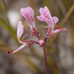 Pelargonium dipetalum
