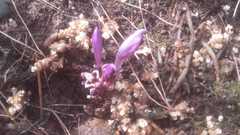 Lathraea clandestina