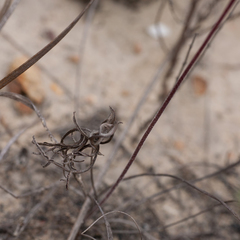 Pelargonium dipetalum