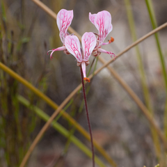 Pelargonium dipetalum