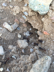 Pogonomyrmex rugosus