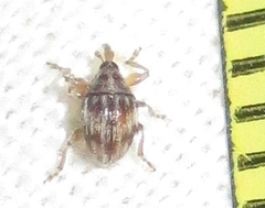 Nanophyinae