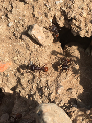 Pogonomyrmex rugosus