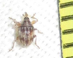 Nanophyinae