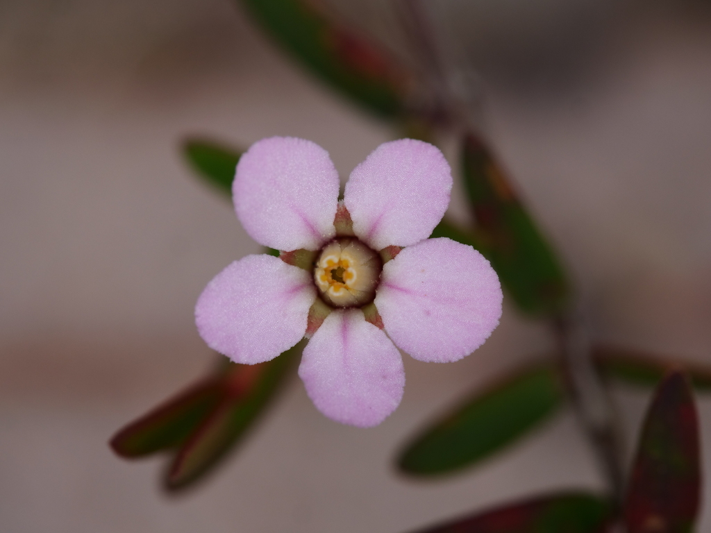 Cranberry Rinzia