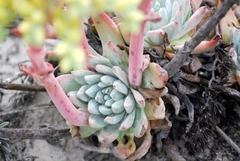 Dudleya greenei