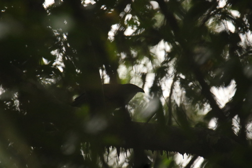iNaturalist image