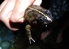 Limnonectes conspicillatus