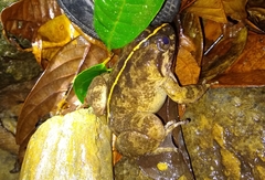 Limnonectes conspicillatus