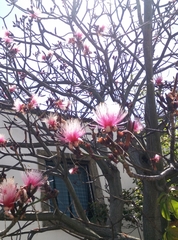 Pseudobombax ellipticum