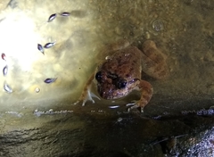 Limnonectes conspicillatus