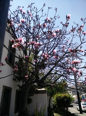 Pseudobombax ellipticum