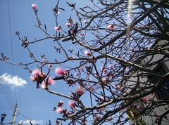 Pseudobombax ellipticum