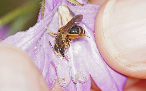 Andrena paucisquama