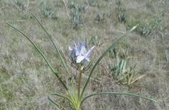 Androstephium coeruleum