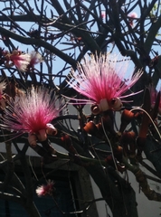 Pseudobombax ellipticum