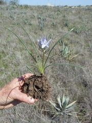 Androstephium coeruleum