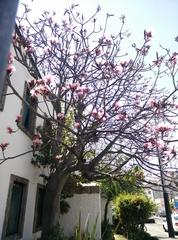 Pseudobombax ellipticum