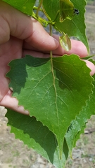 Populus deltoides deltoides