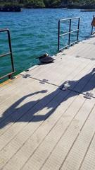 Pelecanus occidentalis