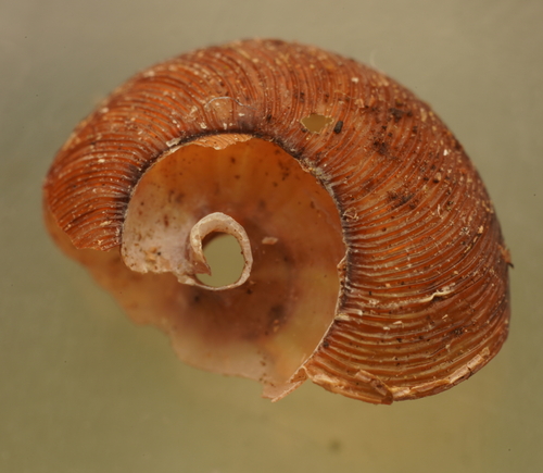 Tasmaphena ruga observed 2023-04-10