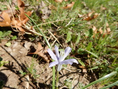Androstephium coeruleum